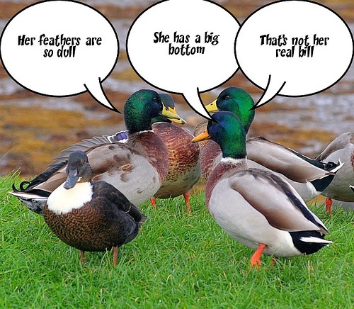 gossip-ducks-vy0ibg.jpg